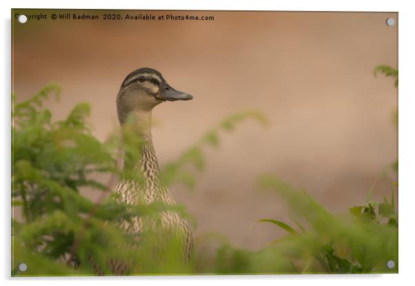 Peek-a-boo Mallard Duck Acrylic by Will Badman