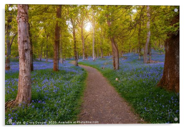Bluebell Woods Acrylic by Craig Doogan