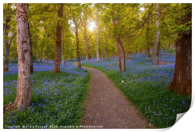 Bluebell Woods Print by Craig Doogan