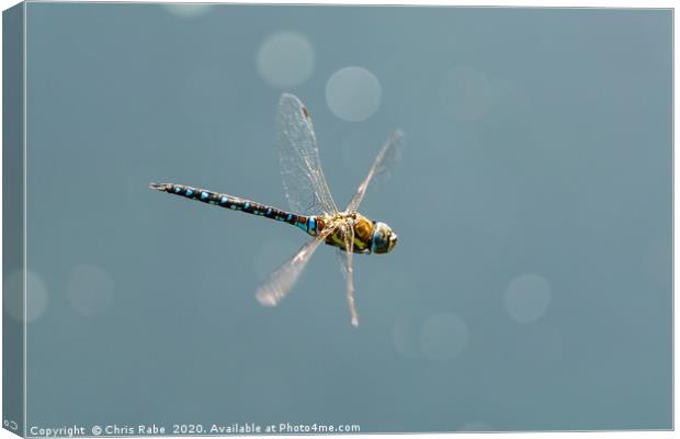 A large blue dragonfly in flight Canvas Print by Chris Rabe