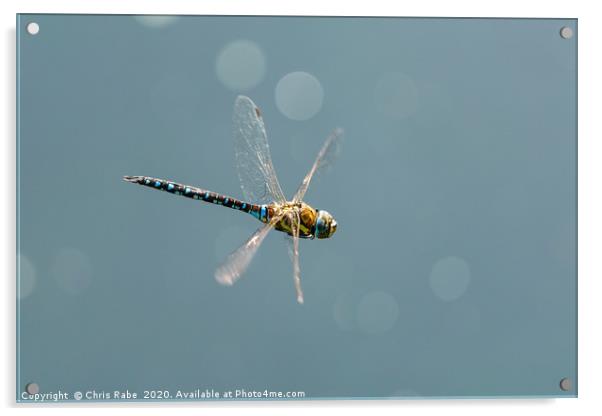 A large blue dragonfly in flight Acrylic by Chris Rabe