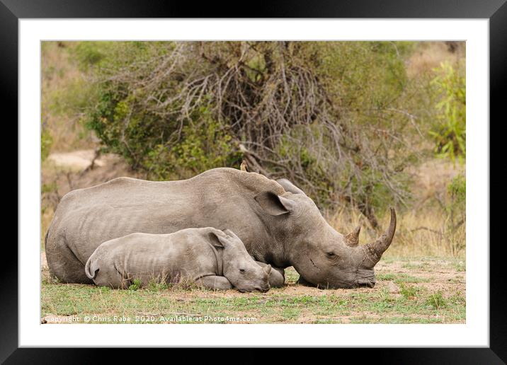 Mother and baby White Rhinoceros resting  Framed Mounted Print by Chris Rabe