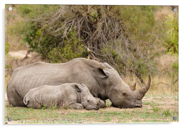Mother and baby White Rhinoceros resting  Acrylic by Chris Rabe
