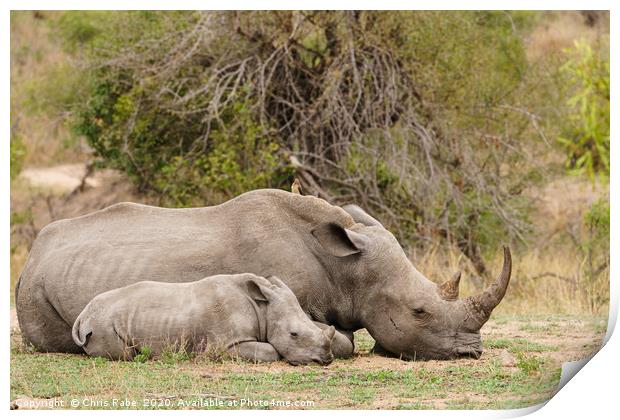 Mother and baby White Rhinoceros resting  Print by Chris Rabe