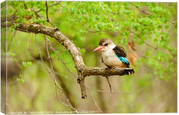 Brown-hooded Kingfisher Canvas Print by Chris Rabe
