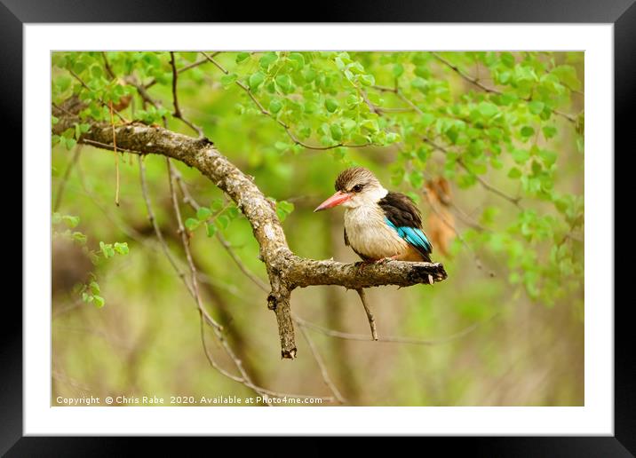 Brown-hooded Kingfisher Framed Mounted Print by Chris Rabe