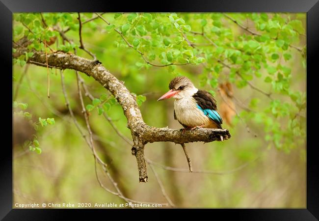 Brown-hooded Kingfisher Framed Print by Chris Rabe