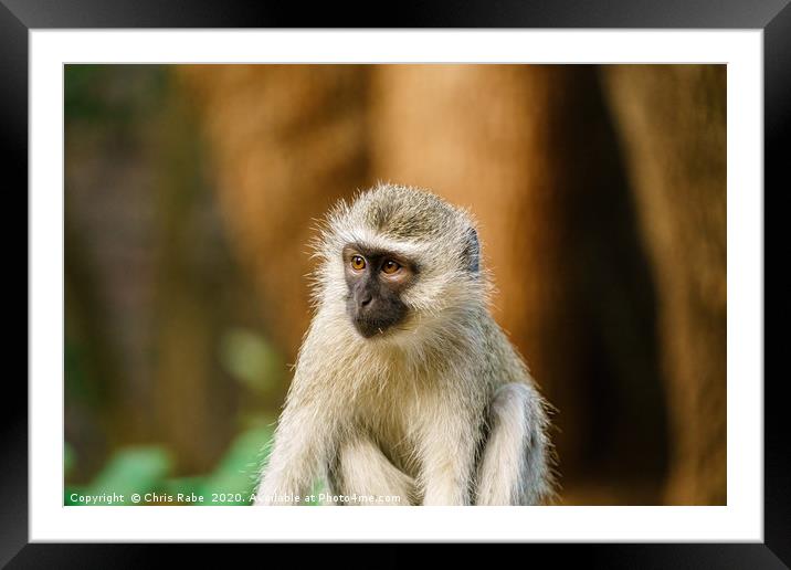 Portrait of a Vervet Monkey Framed Mounted Print by Chris Rabe