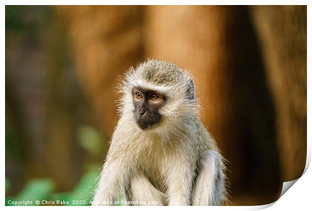 Portrait of a Vervet Monkey Print by Chris Rabe