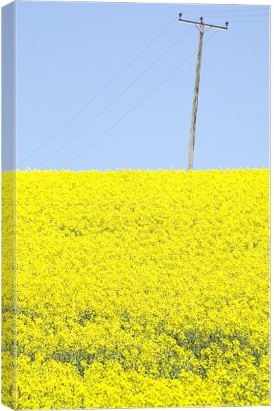 Rape Seed field Canvas Print by David French