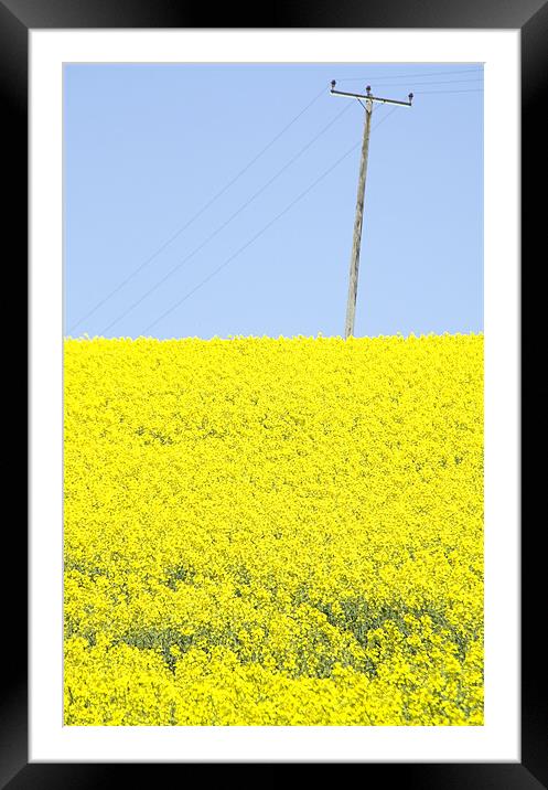 Rape Seed field Framed Mounted Print by David French