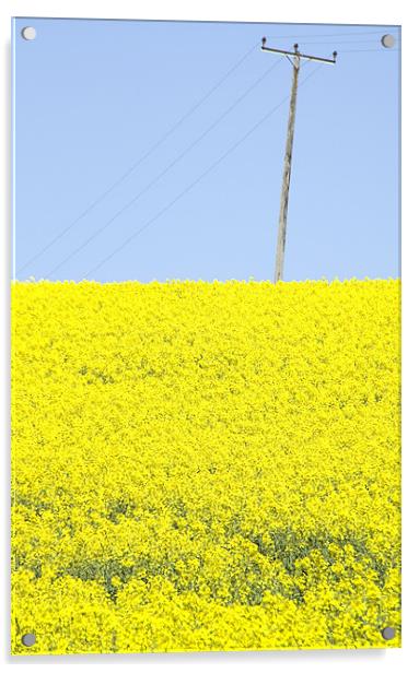 Rape Seed field Acrylic by David French