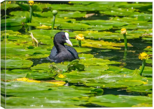 Coot. Canvas Print by Angela Aird
