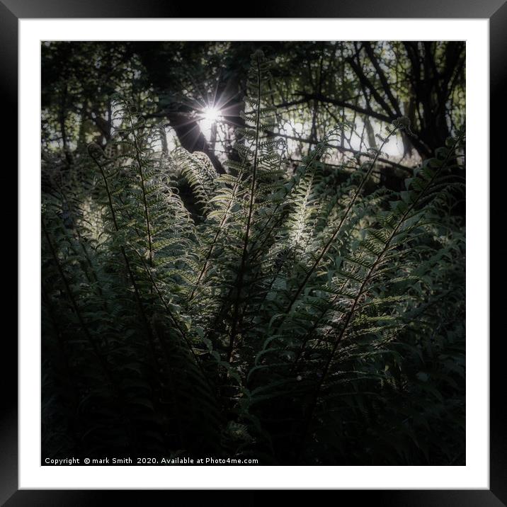 Sunlit Ferns Framed Mounted Print by mark Smith
