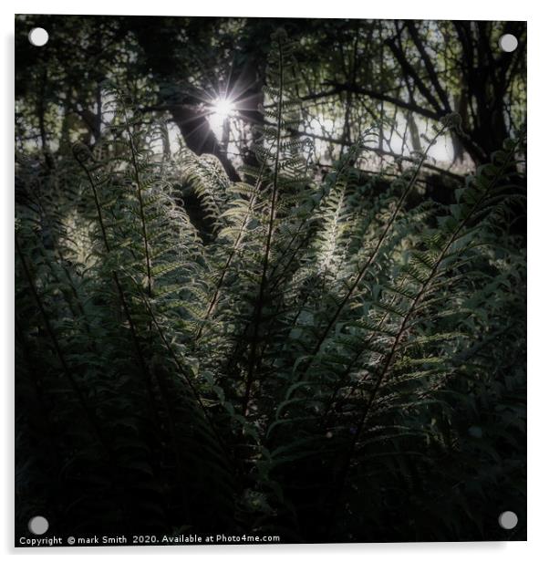 Sunlit Ferns Acrylic by mark Smith