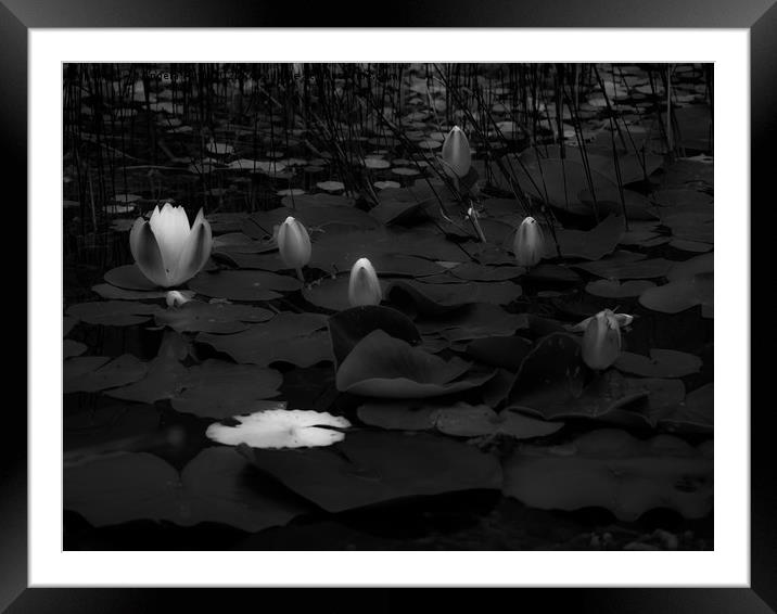Lily Pad. Framed Mounted Print by Angela Aird
