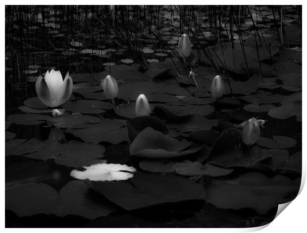 Lily Pad. Print by Angela Aird