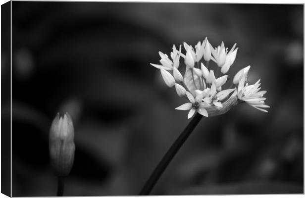 From bud to flower Canvas Print by David McCulloch
