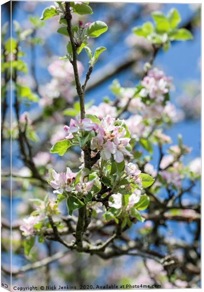 Apple Blossom in May Springtime Canvas Print by Nick Jenkins