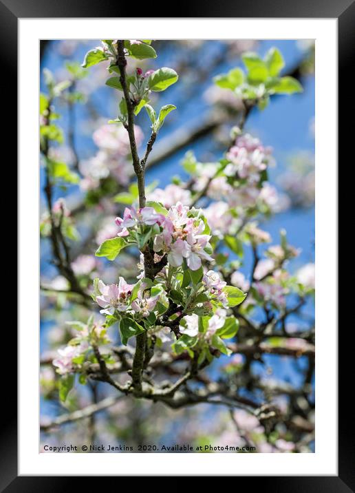 Apple Blossom in May Springtime Framed Mounted Print by Nick Jenkins
