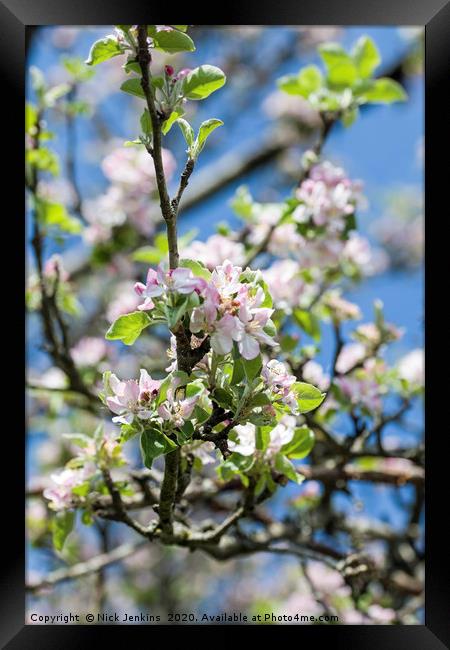 Apple Blossom in May Springtime Framed Print by Nick Jenkins