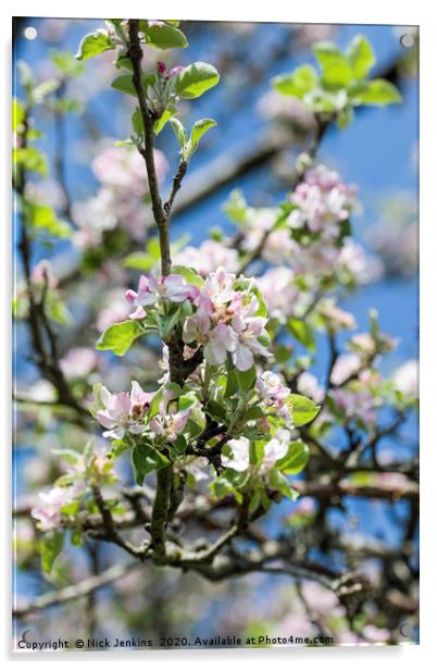 Apple Blossom in May Springtime Acrylic by Nick Jenkins