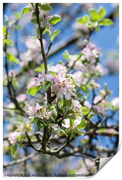 Apple Blossom in May Springtime Print by Nick Jenkins