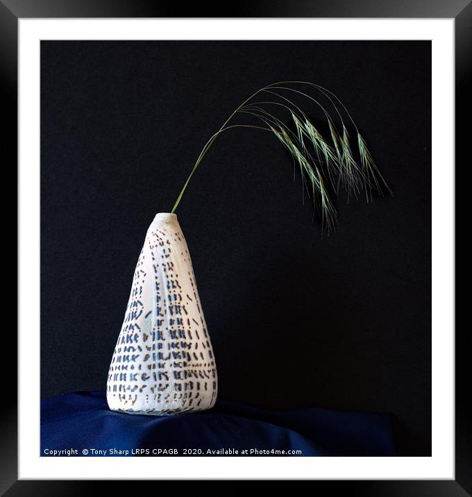 Conidae (Cone Shell)  Vase Displaying Grass Sprig Framed Mounted Print by Tony Sharp LRPS CPAGB
