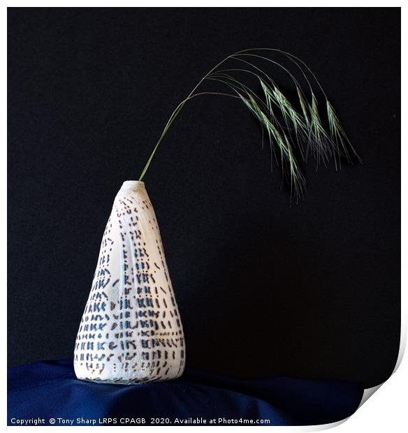 Conidae (Cone Shell)  Vase Displaying Grass Sprig Print by Tony Sharp LRPS CPAGB