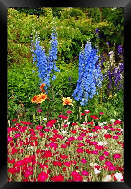 Blue Delphiniums Summer Flowers Framed Print by Andy Evans Photos