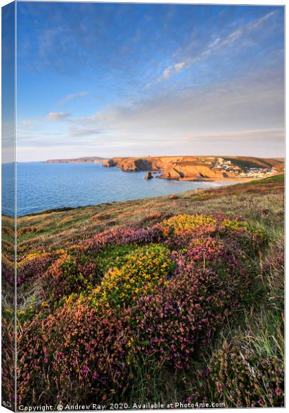 Heather at Western Hill  Canvas Print by Andrew Ray