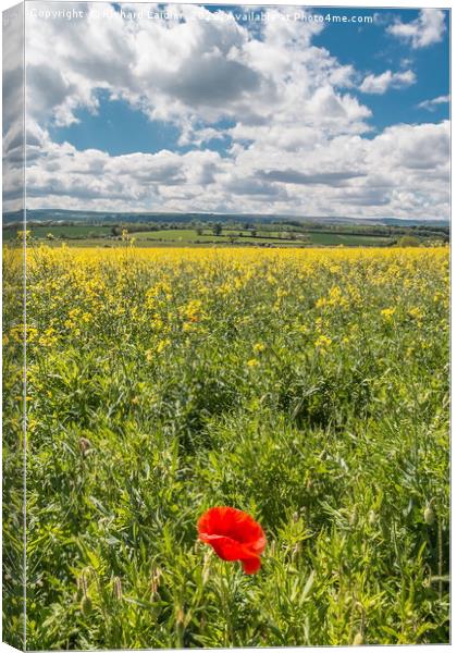 First Poppy Canvas Print by Richard Laidler