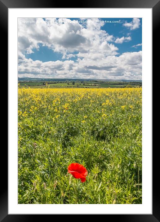 First Poppy Framed Mounted Print by Richard Laidler
