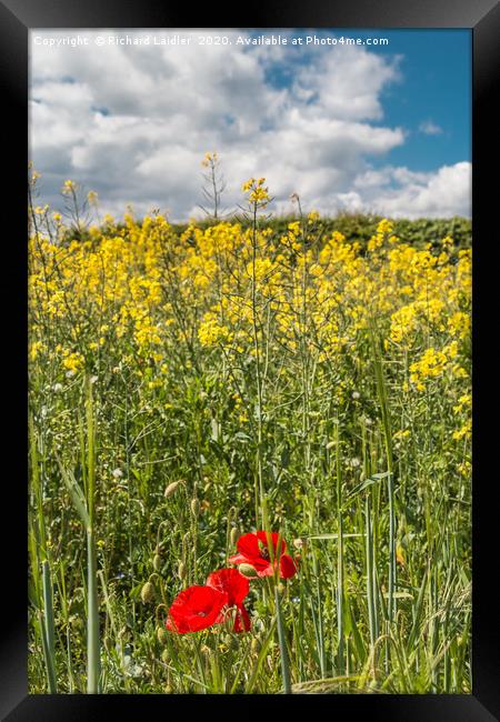 First Poppies Framed Print by Richard Laidler