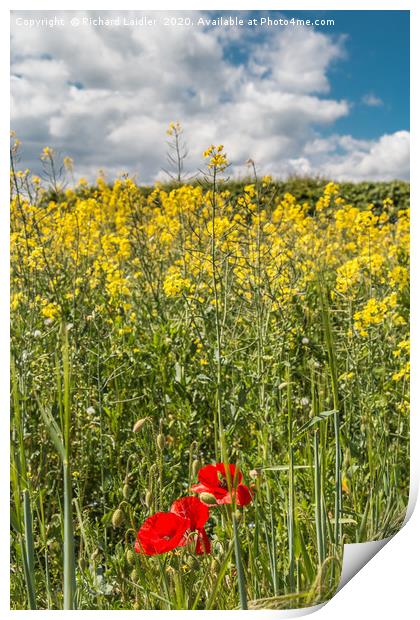 First Poppies Print by Richard Laidler