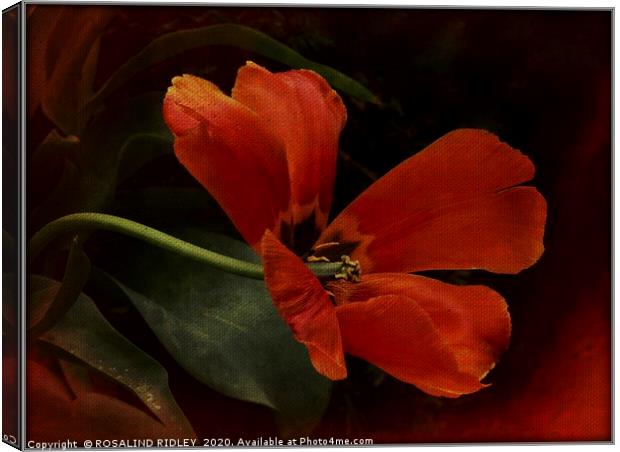 "The Dying Tulip" Canvas Print by ROS RIDLEY