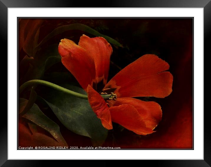"The Dying Tulip" Framed Mounted Print by ROS RIDLEY