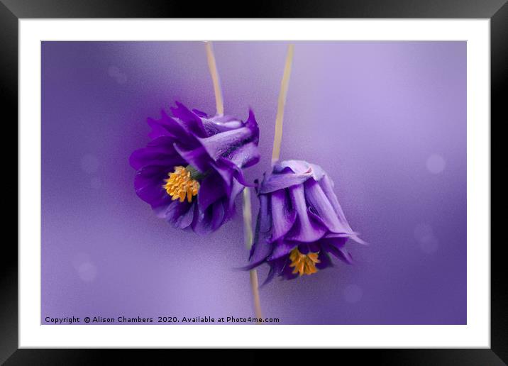 Purple Aquilegia Framed Mounted Print by Alison Chambers