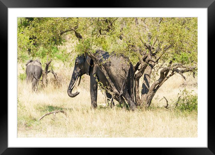 African Elephant having a rub between tree trunks Framed Mounted Print by Chris Rabe