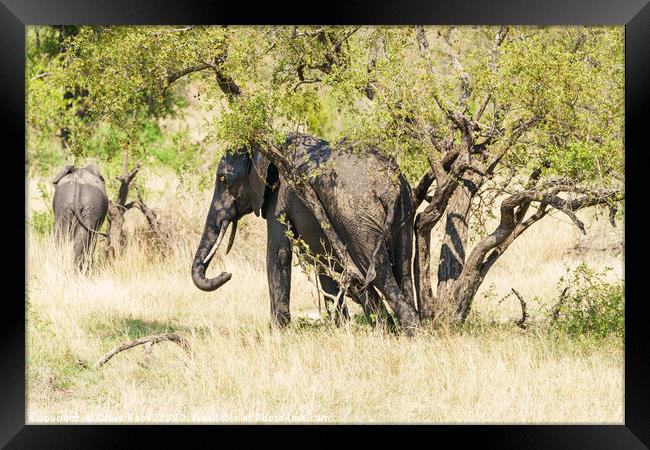 African Elephant having a rub between tree trunks Framed Print by Chris Rabe
