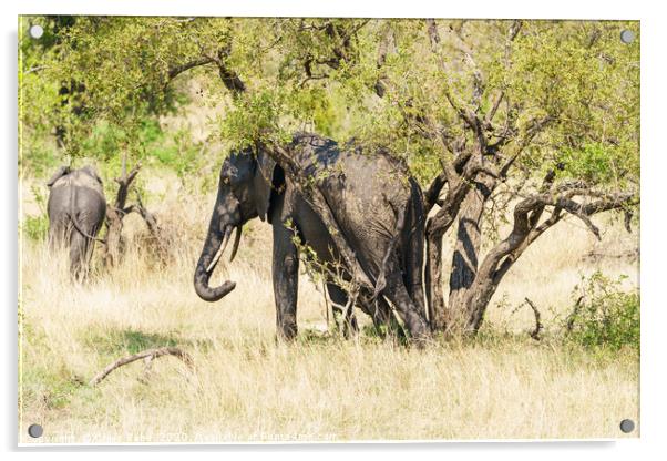 African Elephant having a rub between tree trunks Acrylic by Chris Rabe