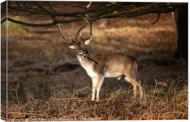 Fallow Deer stag having a good scratch  Canvas Print by Chris Rabe