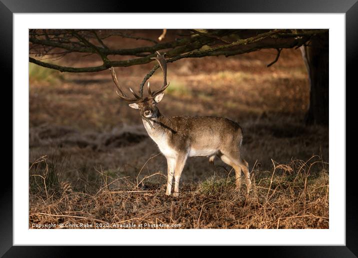 Fallow Deer stag having a good scratch  Framed Mounted Print by Chris Rabe