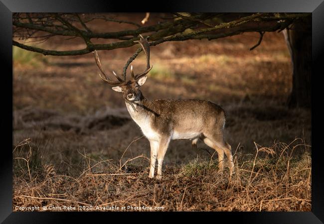 Fallow Deer stag having a good scratch  Framed Print by Chris Rabe
