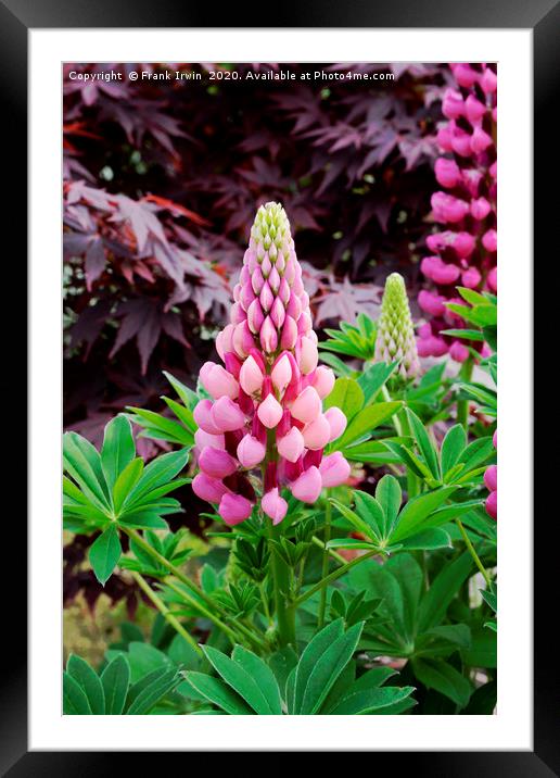 Frank IrwinPink and Red Lupin Framed Mounted Print by Frank Irwin
