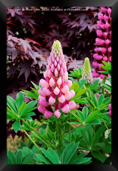 Frank IrwinPink and Red Lupin Framed Print by Frank Irwin