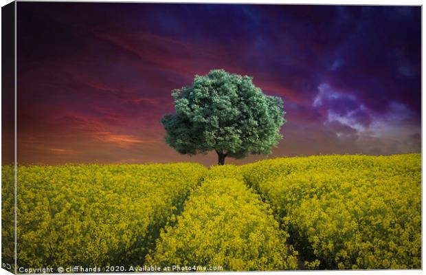 Rapeseed Field with single Tree Canvas Print by Scotland's Scenery