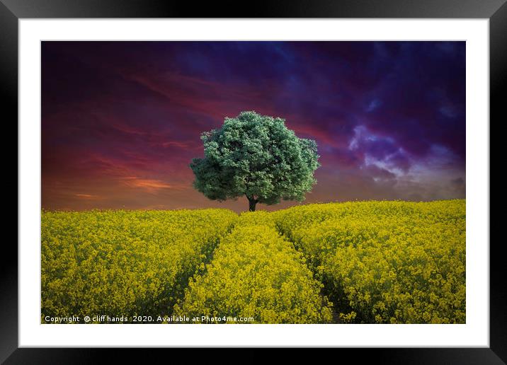 Rapeseed Field with single Tree Framed Mounted Print by Scotland's Scenery