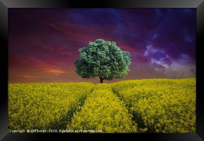 Rapeseed Field with single Tree Framed Print by Scotland's Scenery