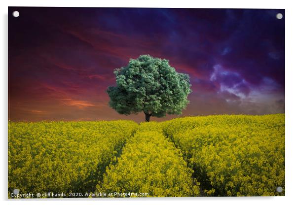 Rapeseed Field with single Tree Acrylic by Scotland's Scenery